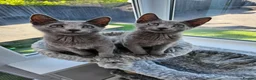 Russian Blue cats for sale: GCCF Registered Russian Blue Kittens - Advert 8