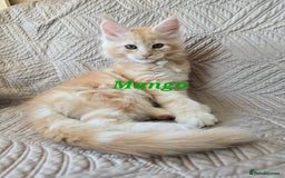 Maine Coon cats for sale: Beautiful Maine Coon kittens  - Advert 3