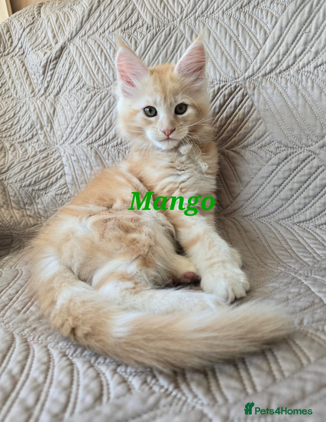Maine Coon cats for sale: Beautiful Maine Coon kittens  - Advert 3