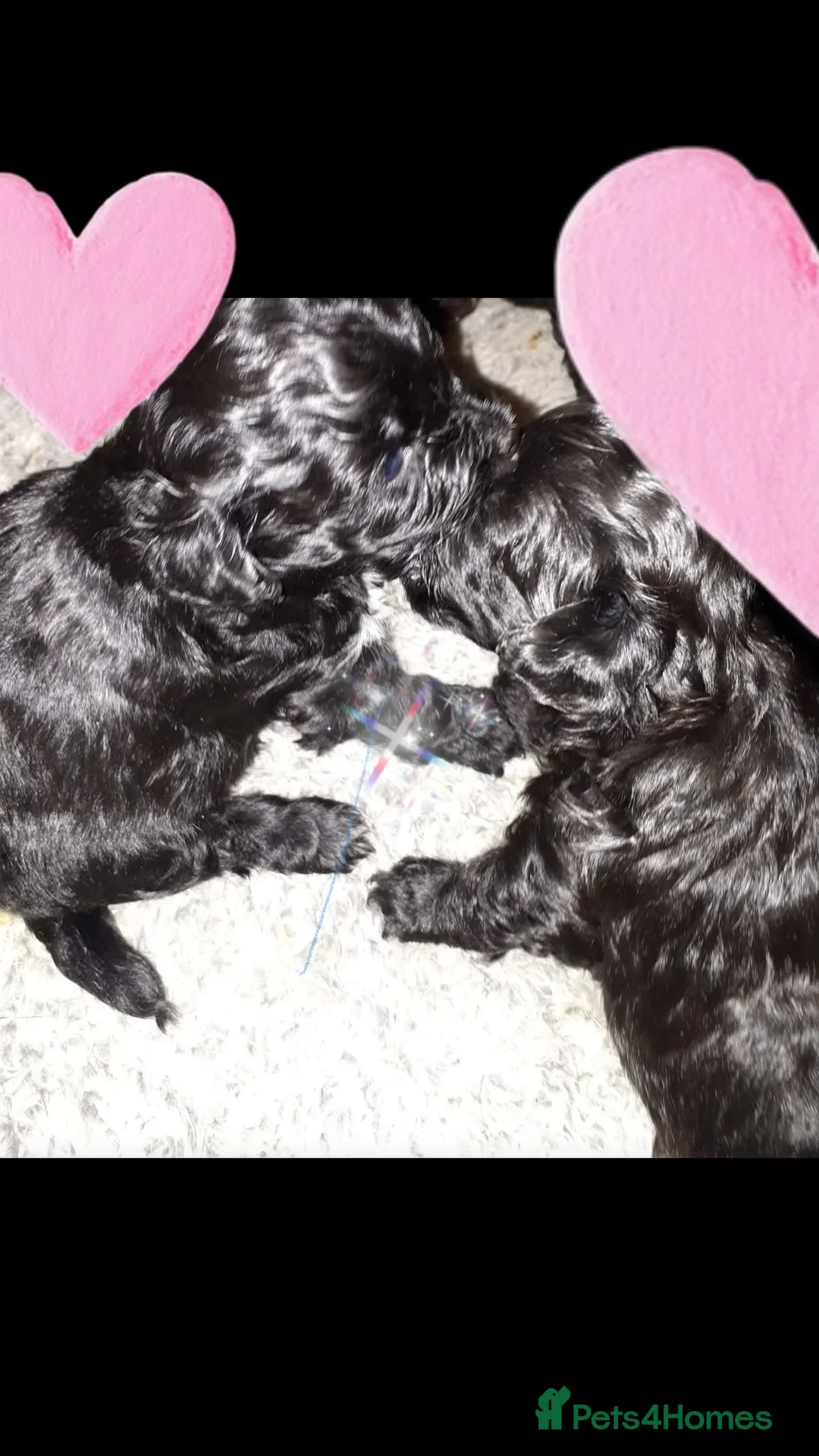 Cavapoo dogs for sale: Last 3 beautiful f1b Cavapoo - Advert 19