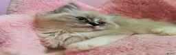 Ragdoll cats for sale: TICA Active Registered Ragdoll Kittens - Advert 4
