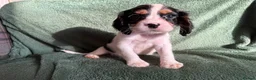 Cockalier dogs for sale: Beautiful, health tested cockalier puppies.  - Advert 19