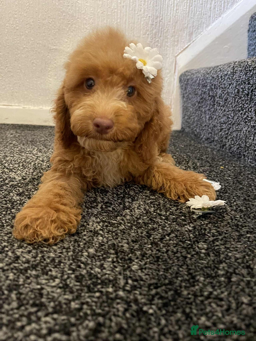 Cavapoo dogs for sale: Red cavapoo Boy and Girl  - Image 6