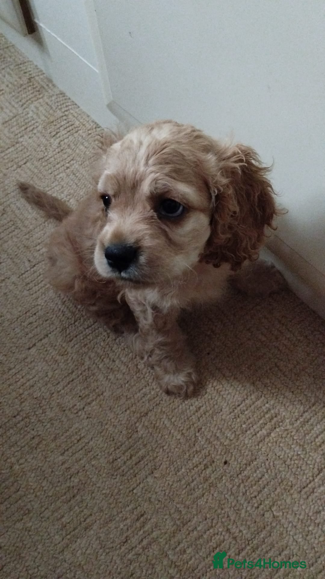 Mixed Breed dogs for sale: CavalierxCocker Spaniel Puppies -Both Parents Here - Image 14
