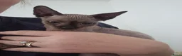Sphynx cats for sale: Beautiful Sphynx Girl last from litter  - Advert 1