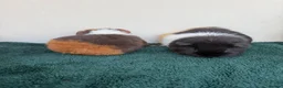 Guinea Pig rodents for sale: Pair of female baby Guinea pigs  - Advert 3