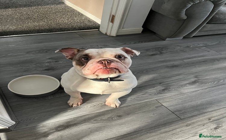 English Bulldog dogs - Advert 1