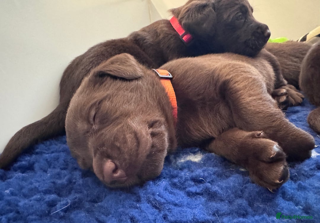 Labrador Retriever dogs for sale: Outstanding Quality Chocolate Labrador Puppies - Image 19