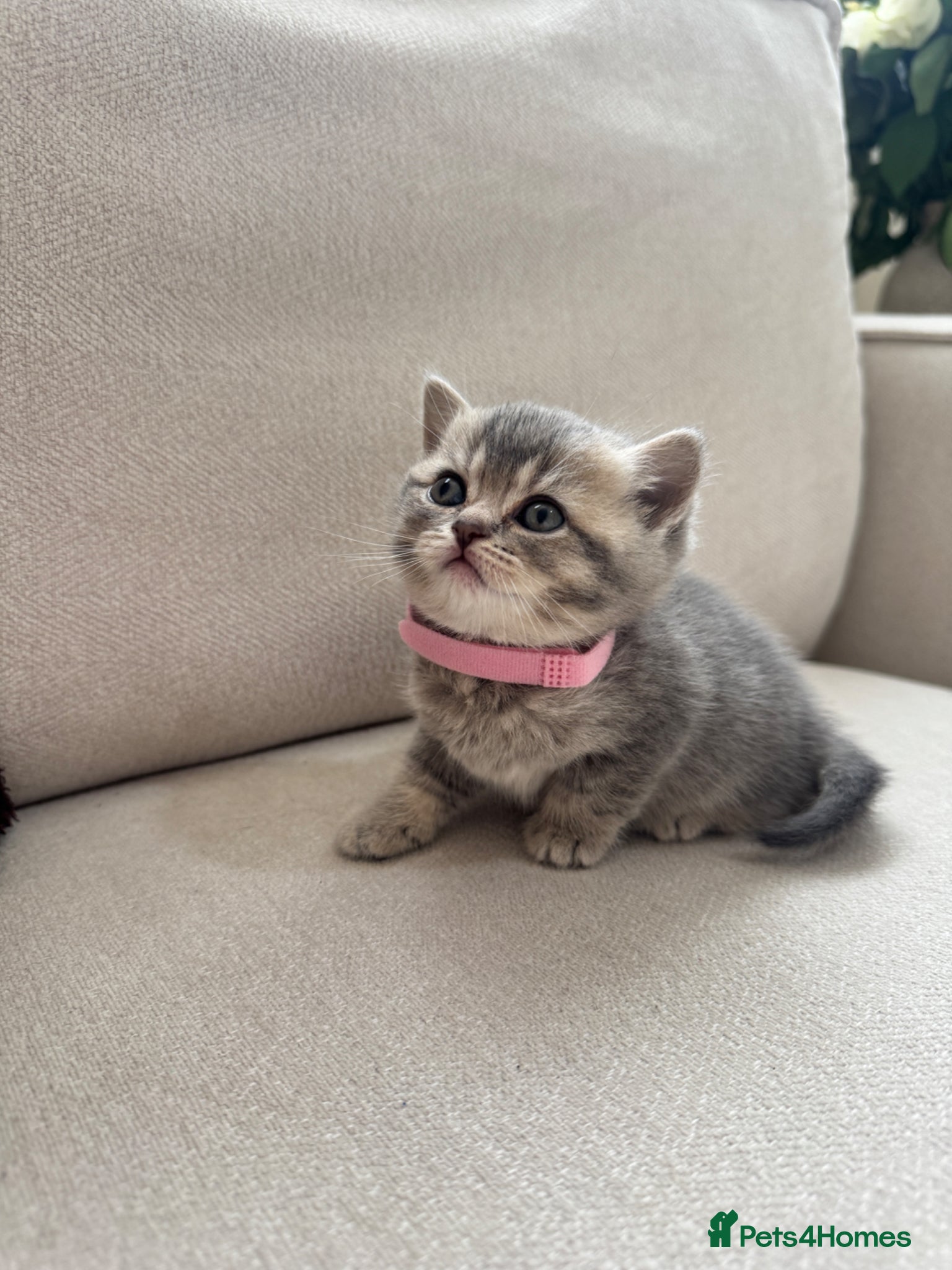 British Shorthair cats for sale: British shorthair x scottish fold kittens - Advert 1