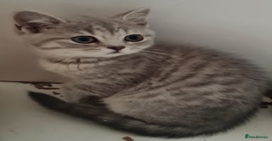 British Shorthair cats - Advert 6