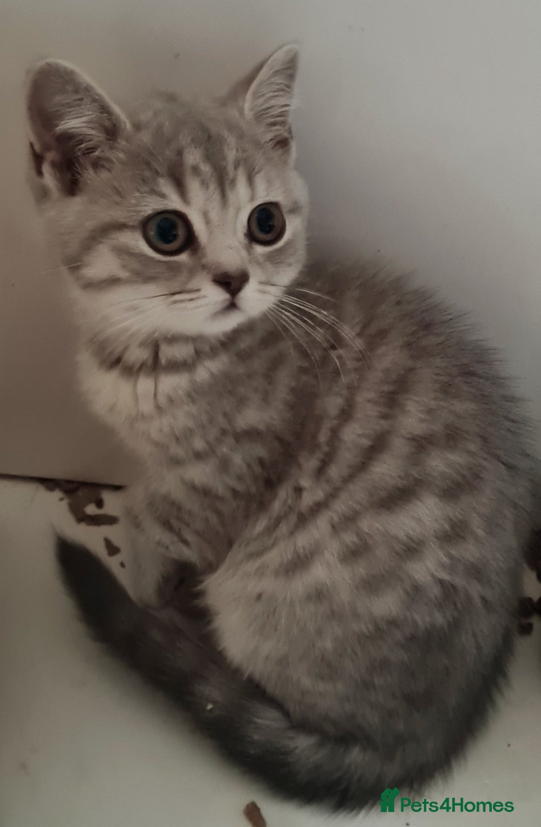 British Shorthair cats for sale: Beautiful British shorthaired kittens  - Image 2