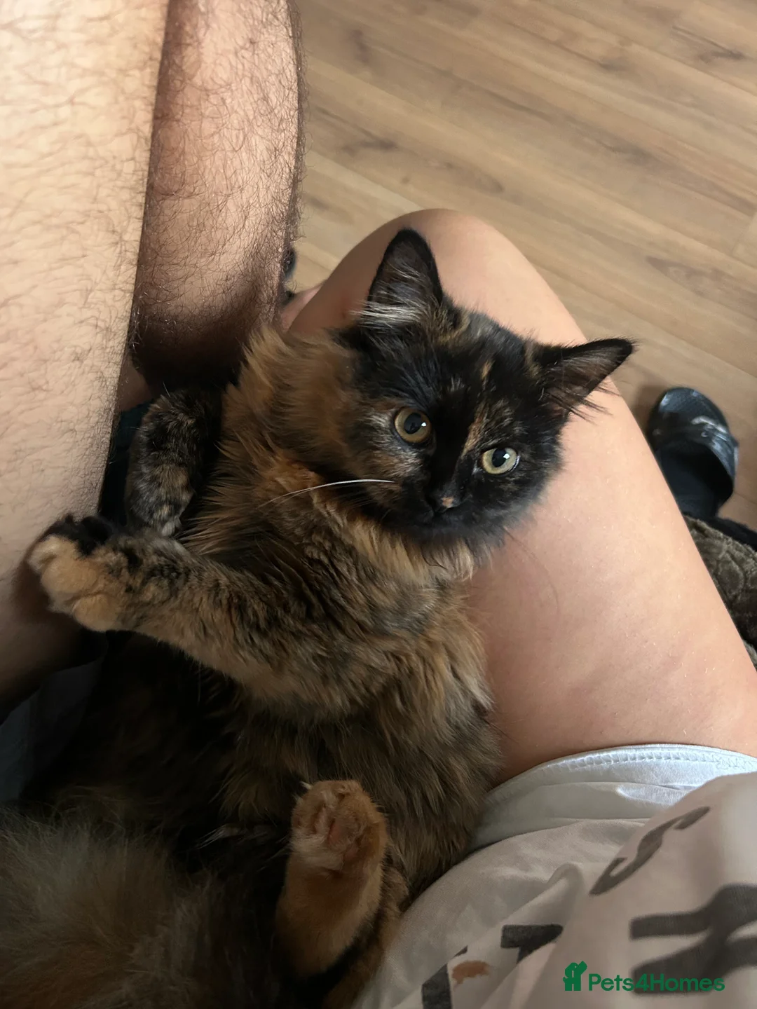 Mixed Breed cats for sale: Cats  - Advert 2