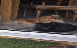 Pomeranian dogs for sale:  KC REGISTERED female - Image 14