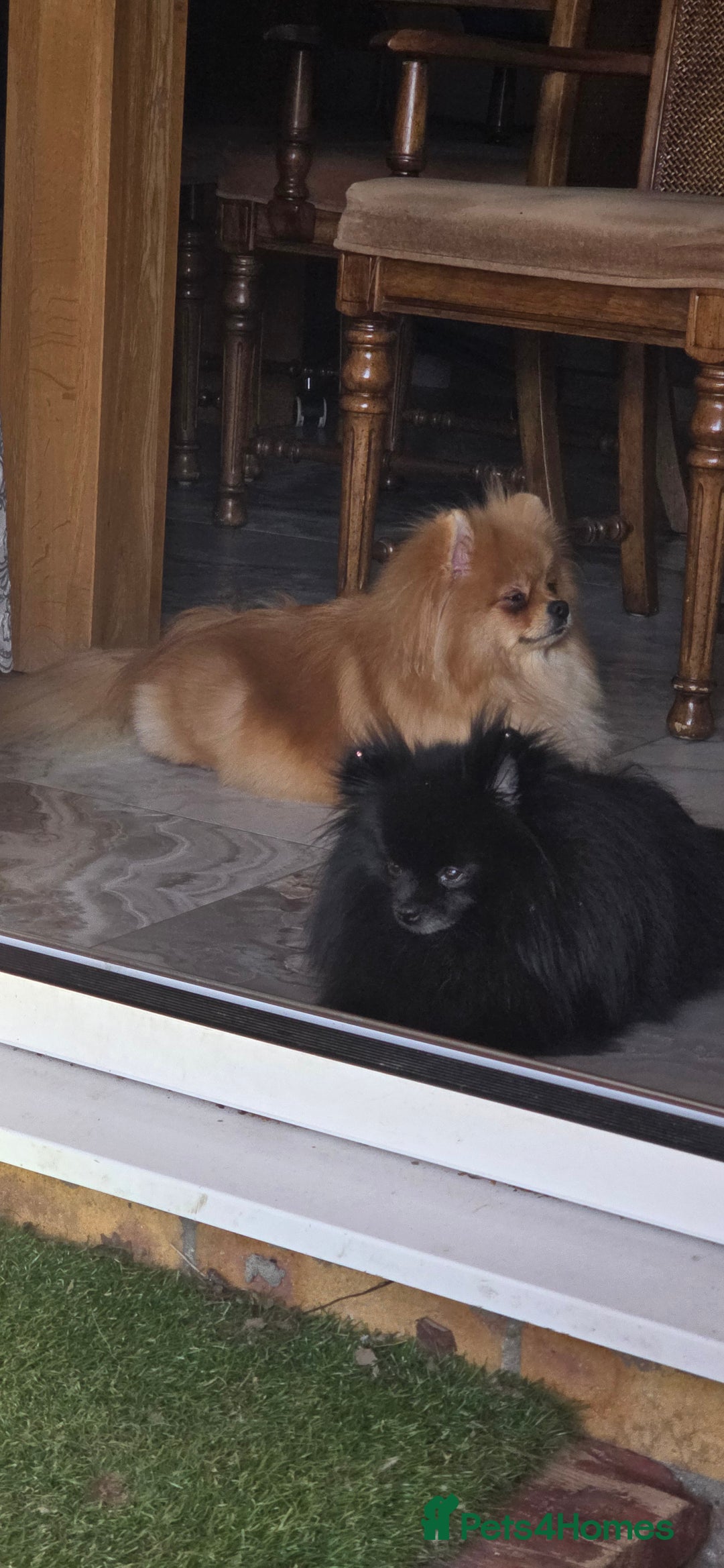 Pomeranian dogs for sale:  KC REGISTERED female - Image 14