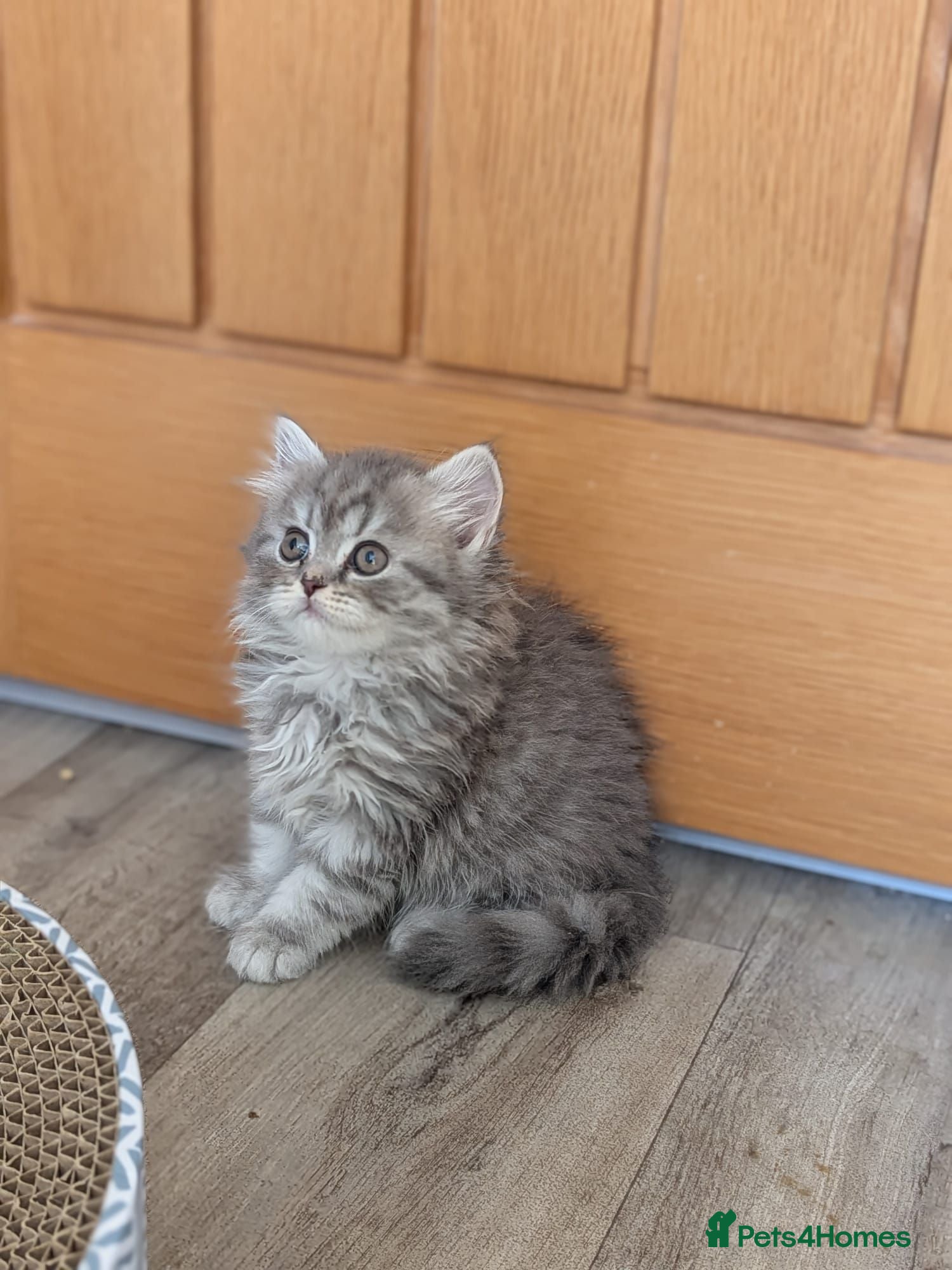 British Shorthair cats British Shorthair kittens - Advert 2