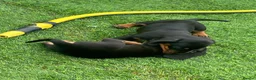 Miniature Dachshund dogs for sale: Mini dachshund boy in Coventry - Advert 17