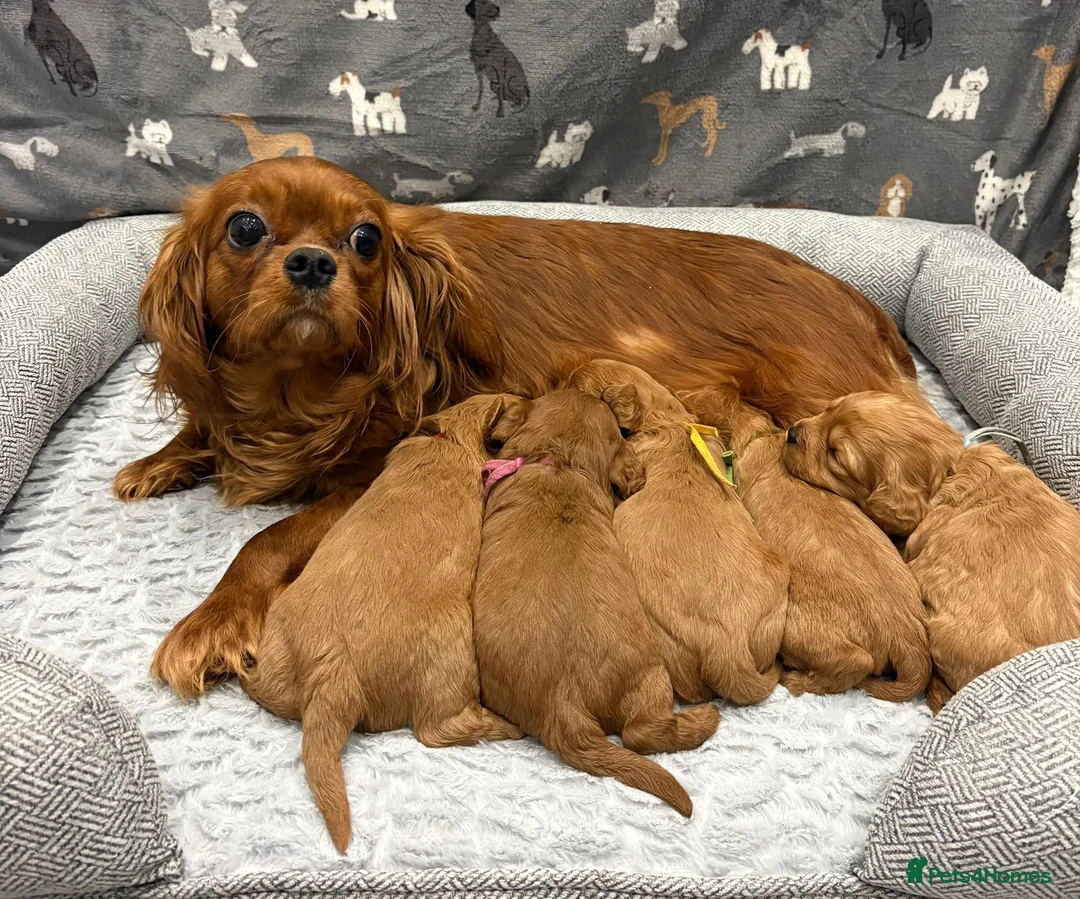 Cavapoo dogs for sale: Beautiful f1 cavapoo puppies - Advert 1