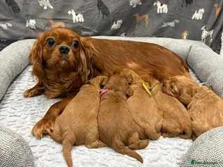 Cavapoo dogs for sale: Beautiful f1 cavapoo puppies - Advert 1