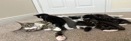 Mixed Breed cats for sale: *2 left* Gorgeous kittens ✨ in Cardiff - Advert 8