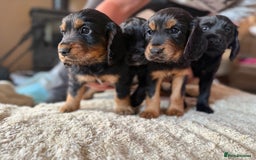 Cocker Spaniel dogs for sale: Working cocker spaniels  - Image 1