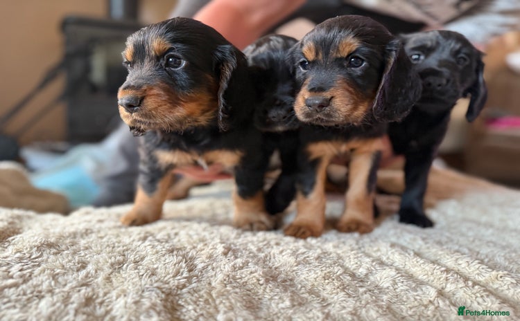 Cocker Spaniel dogs - Advert 6