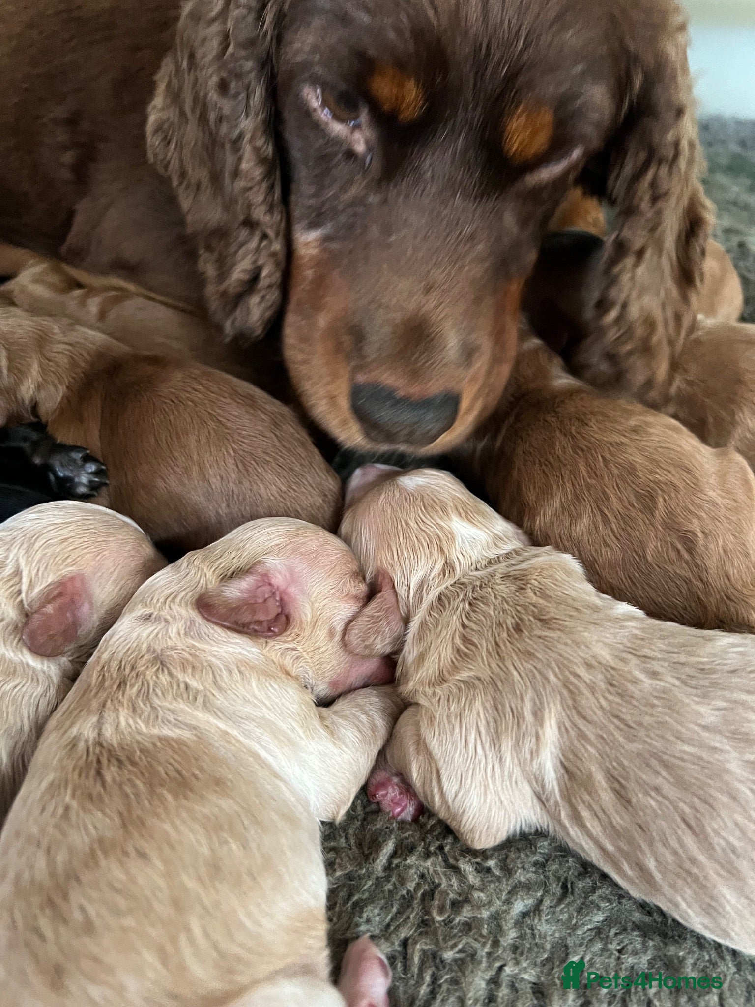 Cockapoo dogs F1 mini Cockapoo’s 30 dna health tested clear  - Advert 2