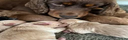 Cockapoo dogs for sale: F1 mini Cockapoo’s 30 dna health tested clear  - Advert 3