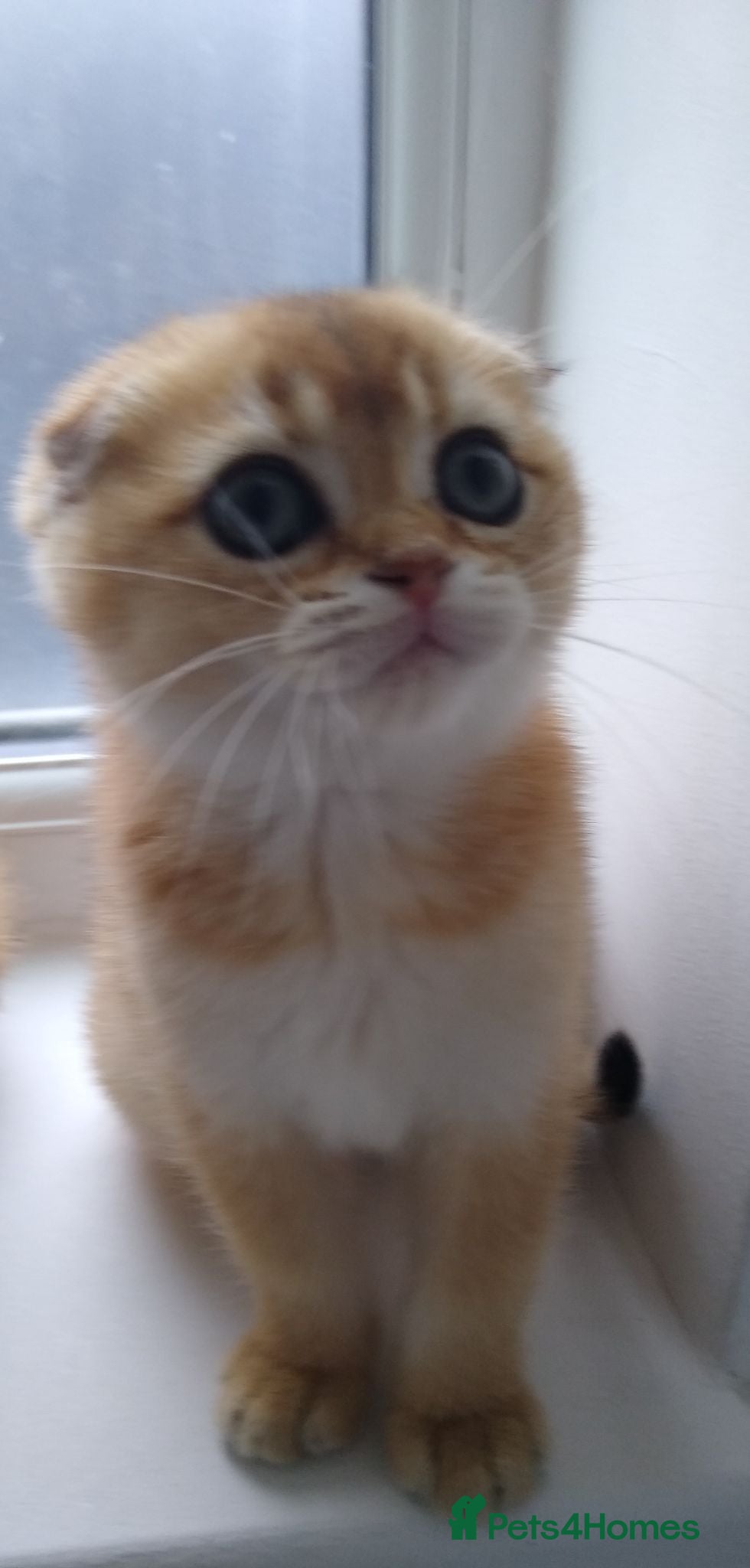 Scottish Fold cats 🐾 TICA Registered Scottish Fold Boy  🩵 - Advert 2