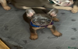 French Bulldog dogs for sale: Last 3 pups available !!Kc French bulldog puppy’s  - Image 24