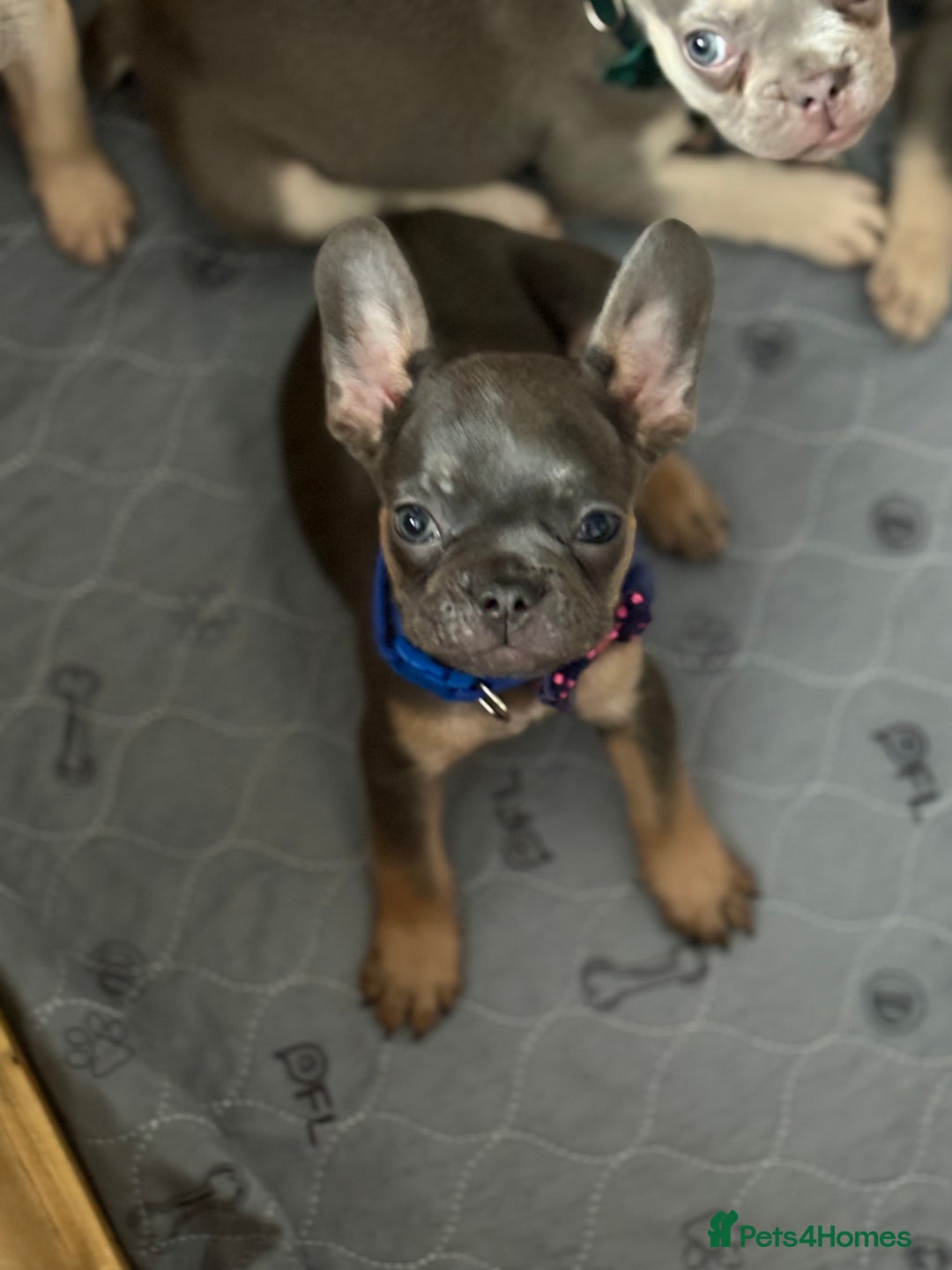 French Bulldog dogs for sale: Last 3 pups available !!Kc French bulldog puppy’s  - Image 24