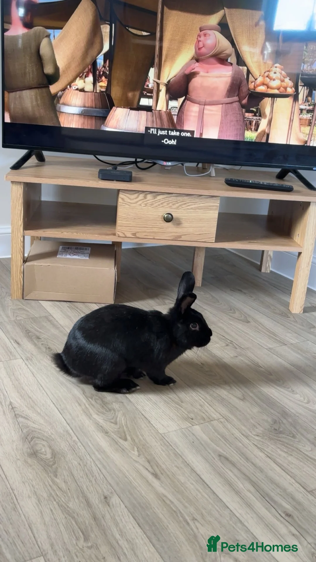 Rex rabbits for sale: Rabbit for rehoming  - Advert 1