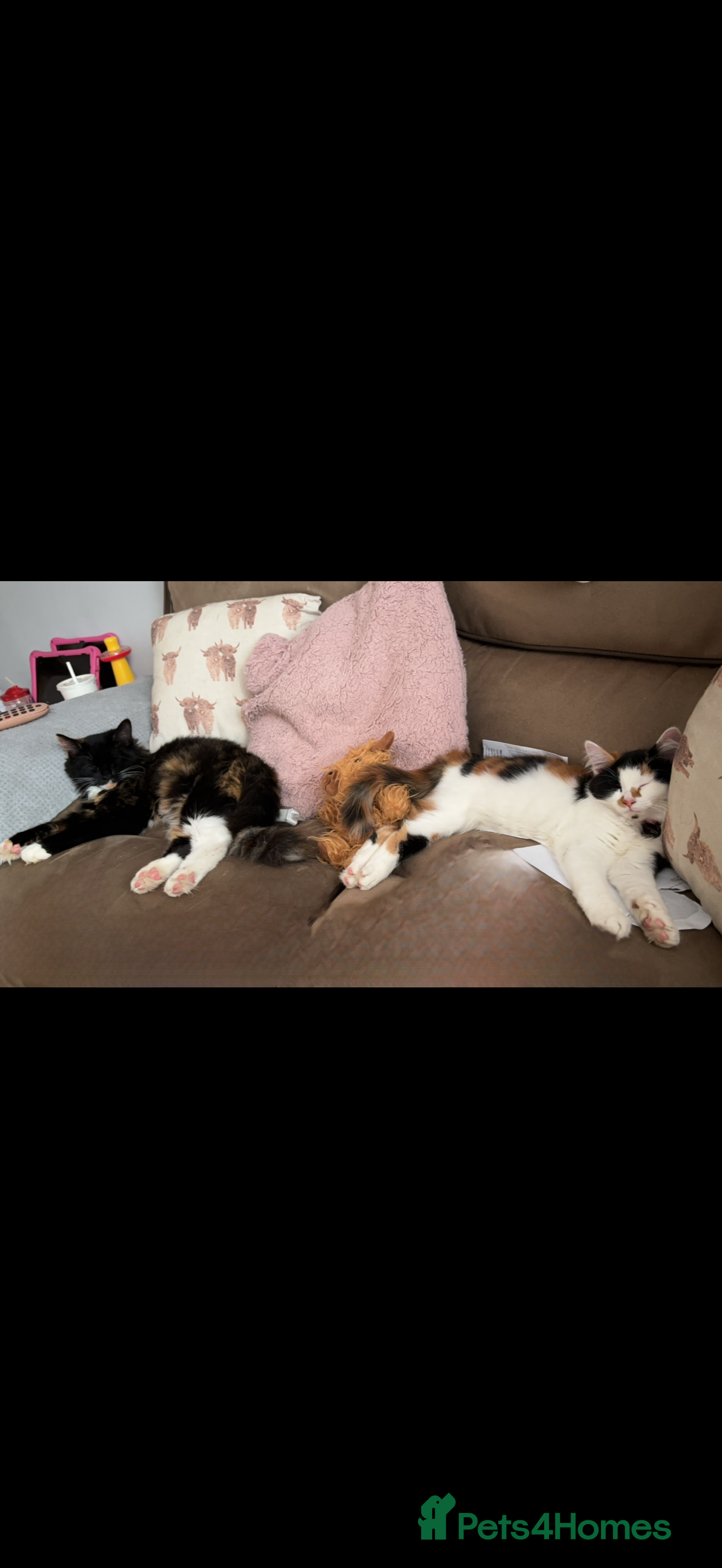 Mixed Breed cats Mango and Mable  - Advert 16