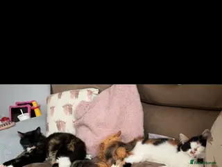 Mixed Breed cats Mango and Mable - Advert 16