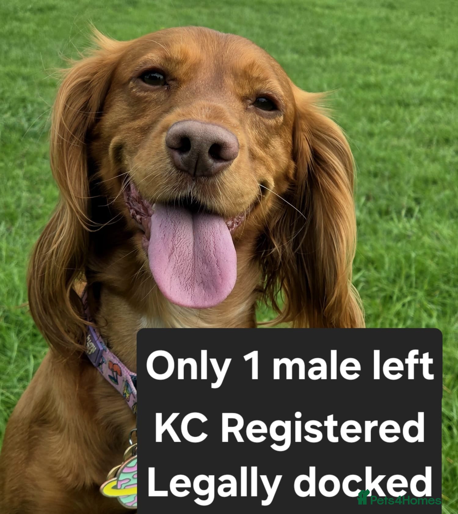 Cocker Spaniel dogs Stunning KC reg red working cocker pups - Advert 7