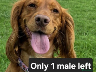 Cocker Spaniel dogs Stunning KC reg red working cocker pups - Advert 8