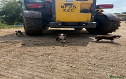 Border Collie dogs for sale: Working chocolate border collies  - Image 14
