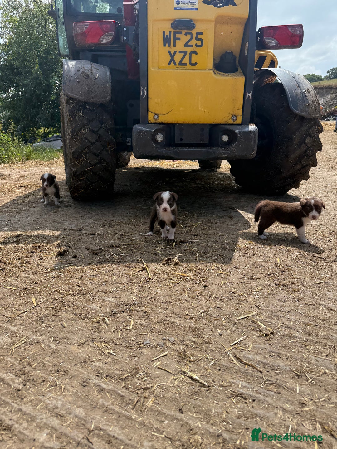Border Collie dogs for sale: Working chocolate border collies  - Image 14