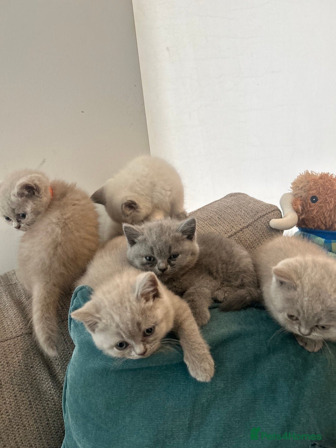 British Shorthair cats for sale: Lilac British Shorthair Kittens - 2 boys 3 girls - Image 8