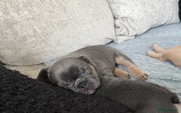 French Bulldog dogs for sale: Beautiful Boy Frenchie Puppy - Image 5
