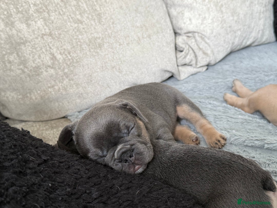 French Bulldog dogs for sale: Beautiful Boy Frenchie Puppy - Image 5