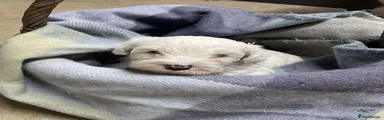  Puppy 7