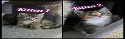 Ragdoll cats for sale: Ragdoll x Tabby Mix Kittens - Advert 1