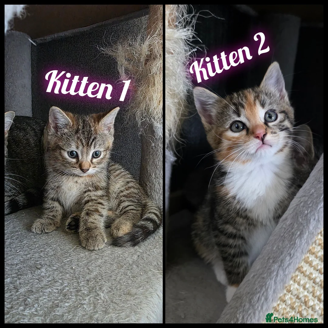 Ragdoll cats for sale: Ragdoll x Tabby Mix Kittens - Advert 1