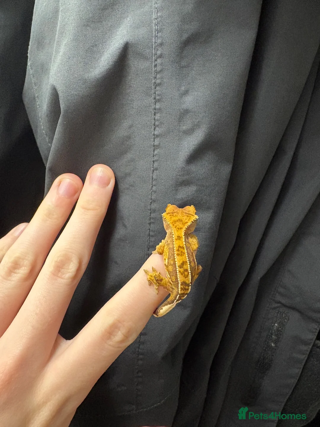 Gecko reptiles for sale: Baby crested geckos for sale - Advert 6