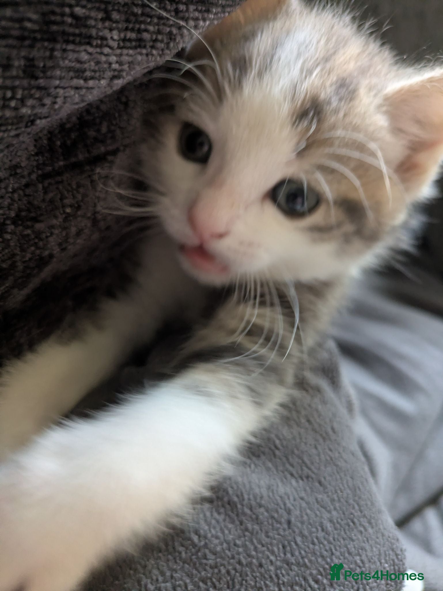 Mixed Breed cats This is pumpkin  - Advert 16