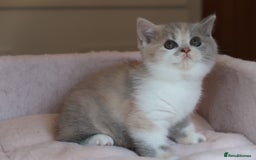 British Shorthair cats for sale: BSH/BLH Females TICA Reg  - Image 13