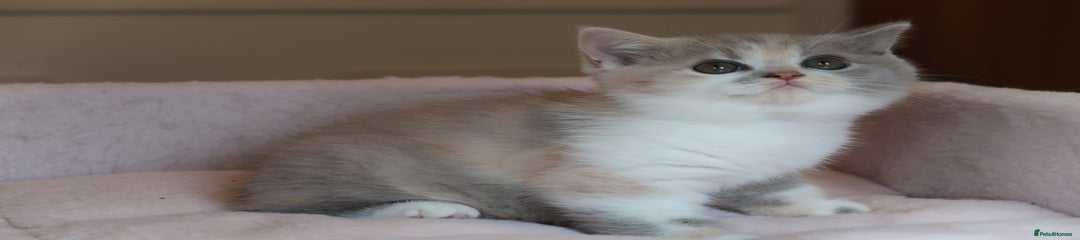 British Shorthair Kitten 1
