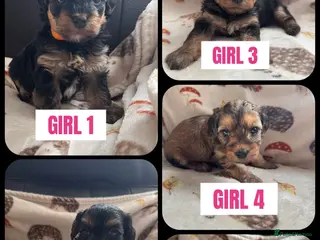 Yorkiepoo dogs Yorkiepoo ( toy poodle x Yorkshire terrier) - Advert 6