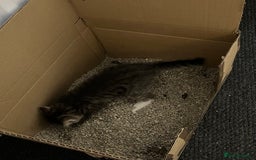 Domestic Shorthair cats for sale: 2 Domestic Shorthair Male - Image 6