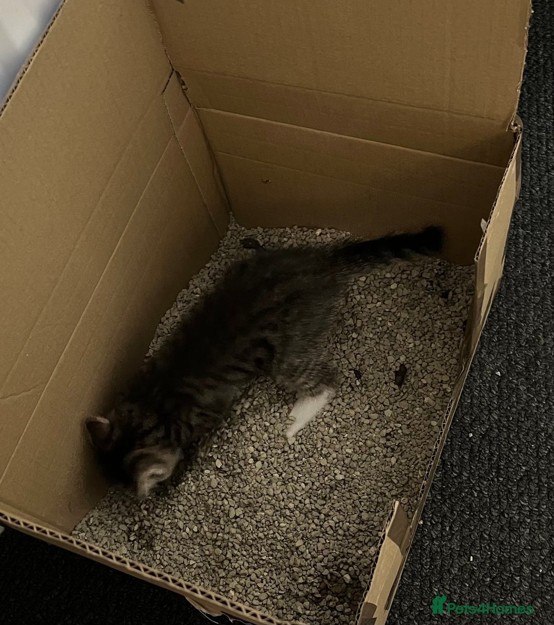 Domestic Shorthair cats for sale: 2 Domestic Shorthair Male - Image 6